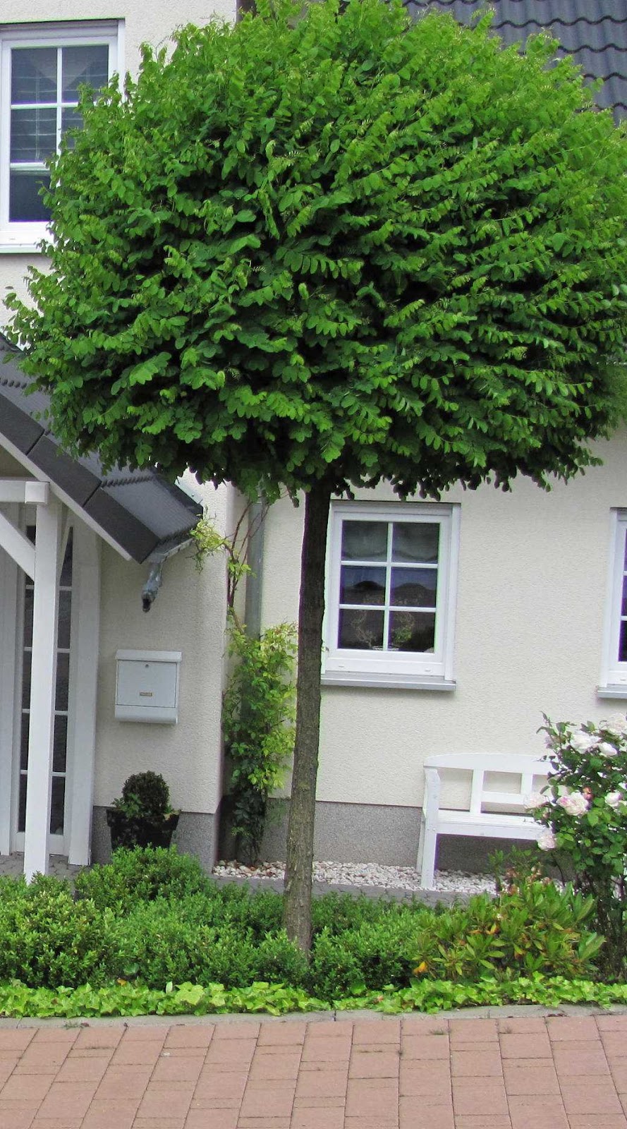 Zierbäume kugelform Pflanzen für nassen boden